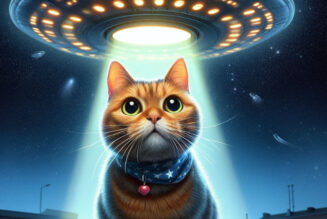 Here kitty kitty